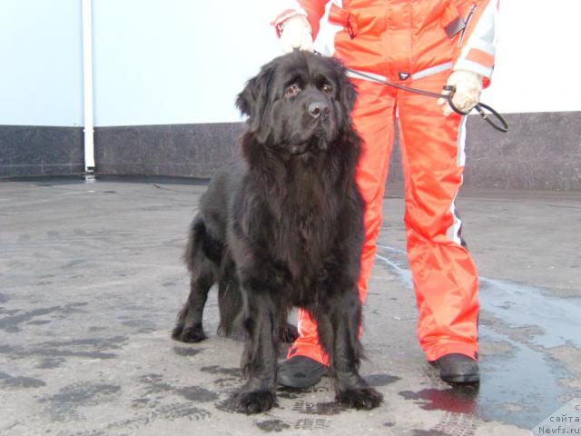 Фото: ньюфаундленд Фиаметтахауз Даймонд Принцесс