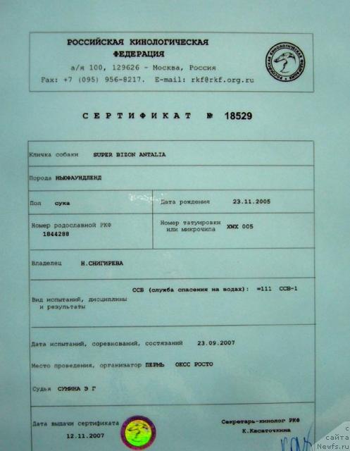 Фото: ньюфаундленд Супер Бизон Анталия