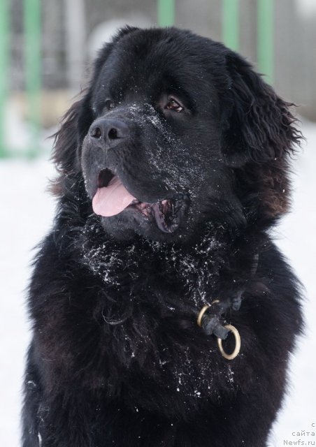 Фото: ньюфаундленд Принц Альфинский