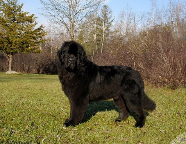 Фото: ньюфаундленд Сент Джонс Херо фор Клуфбеар (Sent Djons Hero for Kloofbear)