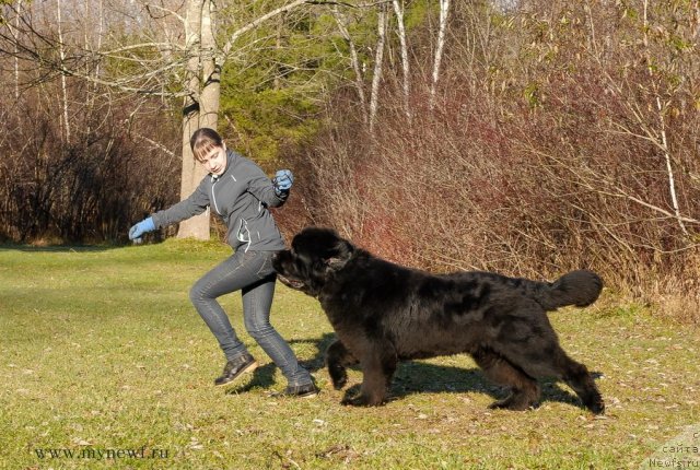 Фото: ньюфаундленд Сент Джонс Херо фор Клуфбеар (Sent Djons Hero for Kloofbear)