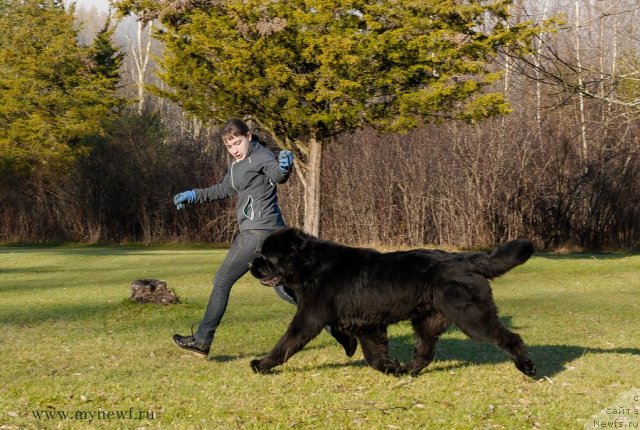 Фото: ньюфаундленд Сент Джонс Херо фор Клуфбеар (Sent Djons Hero for Kloofbear)