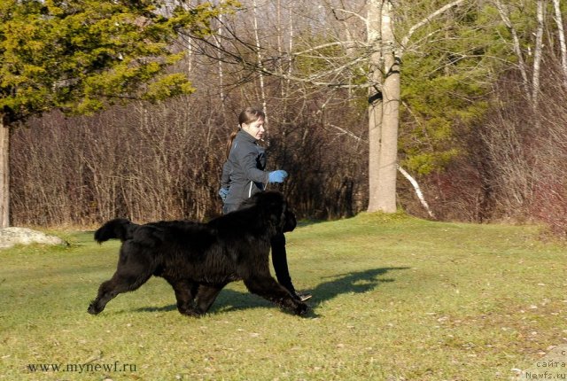 Фото: ньюфаундленд Сент Джонс Херо фор Клуфбеар (Sent Djons Hero for Kloofbear)