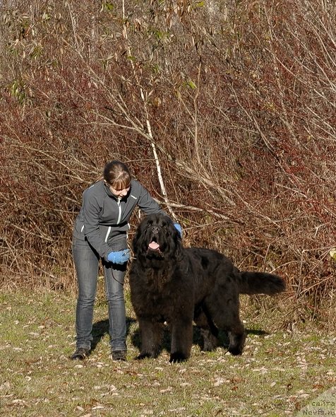Фото: ньюфаундленд Сент Джонс Херо фор Клуфбеар (Sent Djons Hero for Kloofbear)