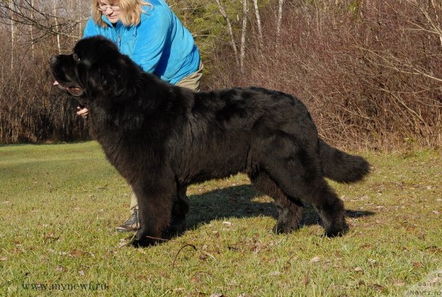 Фото: ньюфаундленд Сент Джонс Херо фор Клуфбеар (Sent Djons Hero for Kloofbear)