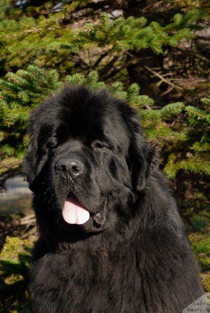 Фото: ньюфаундленд Сент Джонс Херо фор Клуфбеар (Sent Djons Hero for Kloofbear)