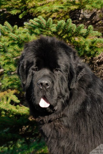 Фото: ньюфаундленд Сент Джонс Херо фор Клуфбеар (Sent Djons Hero for Kloofbear)