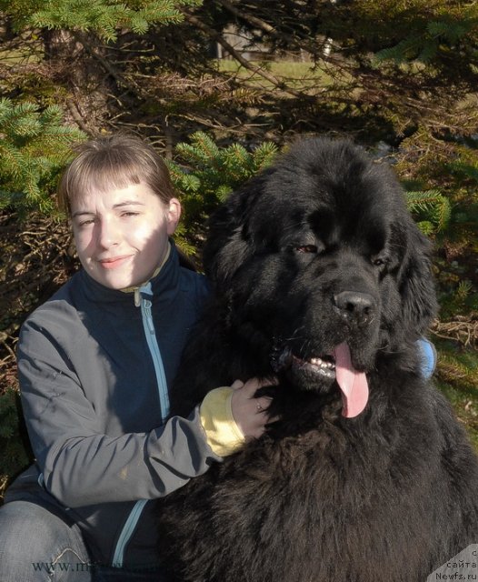 Фото: ньюфаундленд Сент Джонс Херо фор Клуфбеар (Sent Djons Hero for Kloofbear)