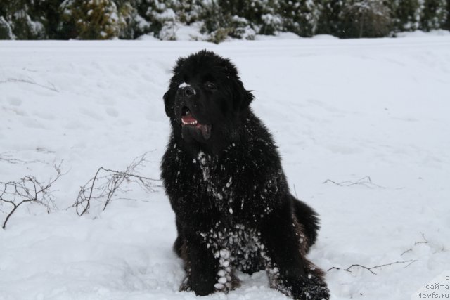 Фото: ньюфаундленд Сент Джонс Ясон (Sent Djons Yason)