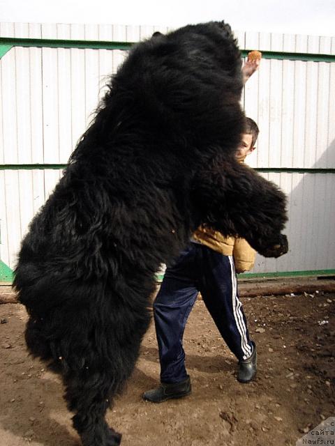 Фото: ньюфаундленд Юган с Тоянова Городка (Ygan s Toyanova Gorodka)