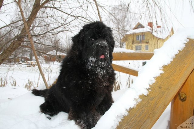 Фото: ньюфаундленд Сент Джонс Ясон (Sent Djons Yason)