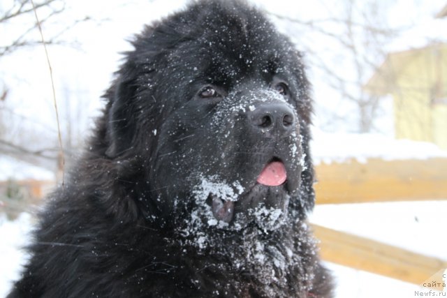 Фото: ньюфаундленд Сент Джонс Ясон (Sent Djons Yason)