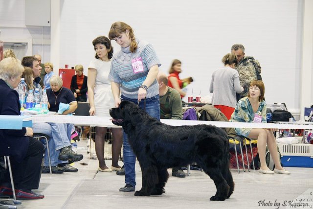 Фото: ньюфаундленд Супер Премиум Инвисибл (Super Premium Invisible), Ирина Черникова