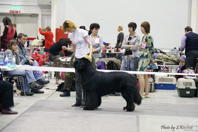 Фото: ньюфаундленд Флагман от Сибирского Медведя (Flagman ot Sibirskogo Medvedja), Светлана Гордиенко