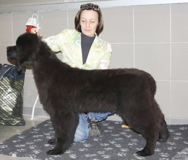 Фото: ньюфаундленд Бегущая по Волнам Шадэ Колор оф Лифе (Beguschaya po Volnam Shade Color of Life)