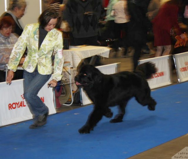 Фото: ньюфаундленд Бегущая по Волнам Зефирин Друэн (Beguschaya po Volnam Zephirine Drouhin)