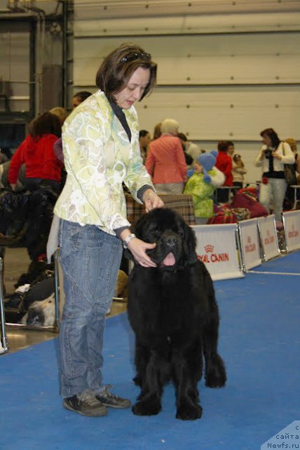 Фото: ньюфаундленд Бегущая по Волнам Зефирин Друэн (Beguschaya po Volnam Zephirine Drouhin)