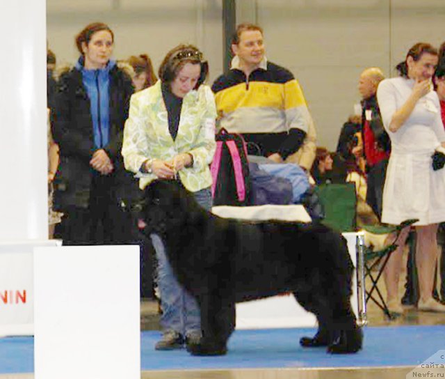 Фото: ньюфаундленд Бегущая по Волнам Зефирин Друэн (Beguschaya po Volnam Zephirine Drouhin)