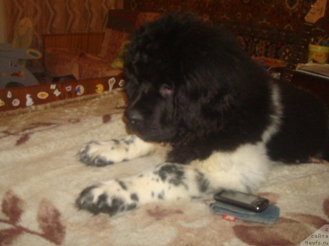 Фото: ньюфаундленд Кипер Соул Найс Гай (Keeper Soul Nice Guy)