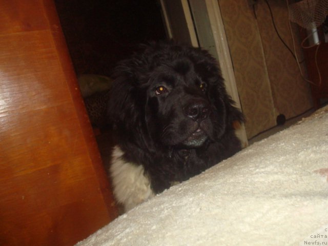 Фото: ньюфаундленд Кипер Соул Найс Гай (Keeper Soul Nice Guy)