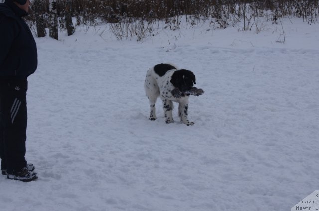 Фотография № 113095