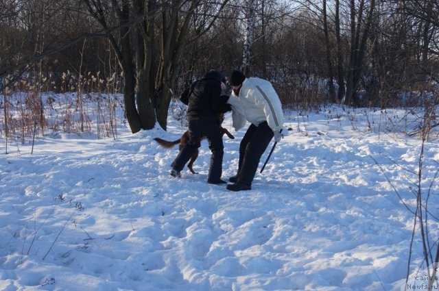 Фотография № 113104