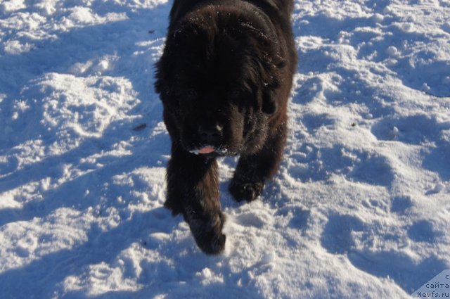 Фотография № 113124