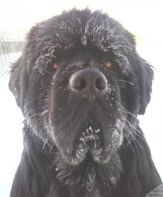 Фото: ньюфаундленд Их Высочество Владлена Маджикс