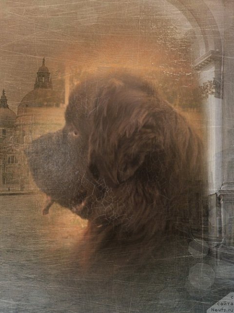 Фото: ньюфаундленд Калифорния из Медвежьего Яра