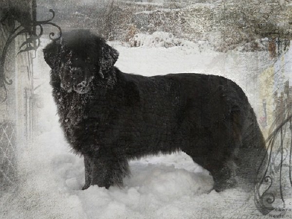 Фото: ньюфаундленд Калифорния из Медвежьего Яра