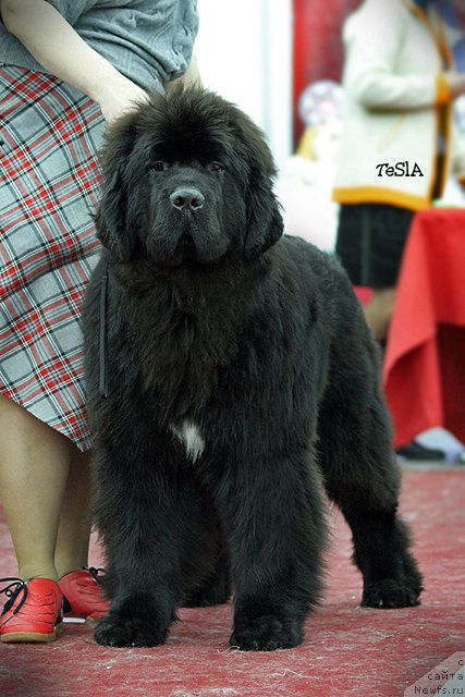 Фото: ньюфаундленд Акватория Келвин Фэйс Контрол (Aquatoriya Kelvin Fase Control)