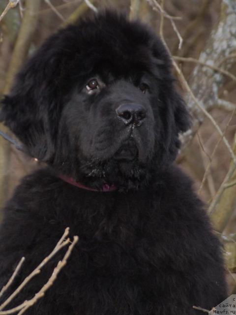 Фотография № 11314