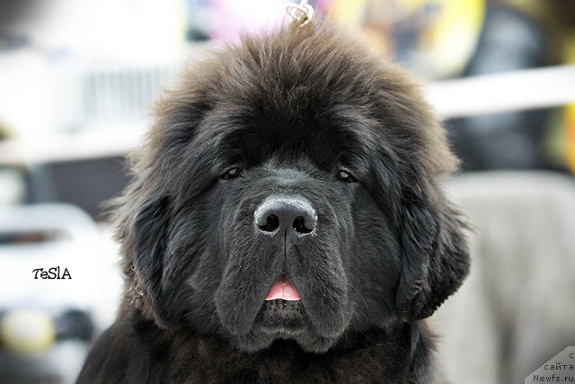 Фото: ньюфаундленд Акватория Келвин Фэйс Контрол (Aquatoriya Kelvin Fase Control)