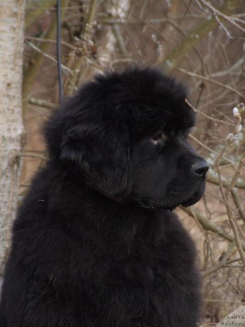 Фото: ньюфаундленд Жолли Вандерфулл из Медвежьего Яра (Zholli Wonderfull iz Medvejyego Yara)