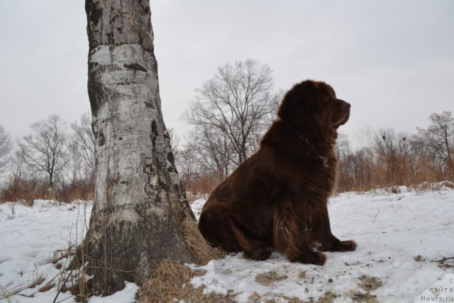 Фото: ньюфаундленд Аркадия Виват Арбона