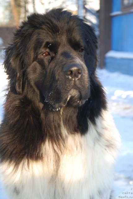 Фото: ньюфаундленд Флюфи Аваланч Смалл Стар Вилл Оутшине Алл (Fluffy Avalancn Small Star Will Outshine All)