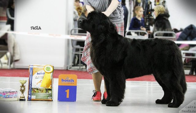 Фото: ньюфаундленд Акватория Келвин Плэй Стэйшн