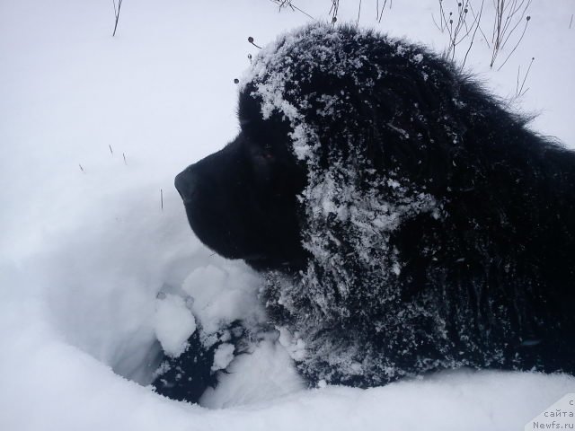 Фото: ньюфаундленд Vivat Brave Master Super Mishka