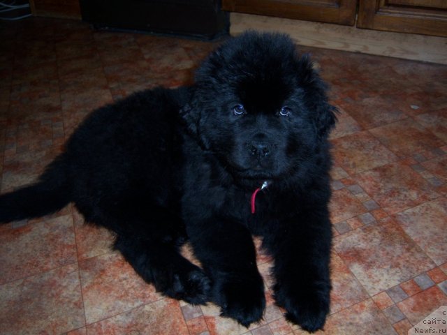 Фото: ньюфаундленд Сент Джонс Хэппи Гоу Лакки