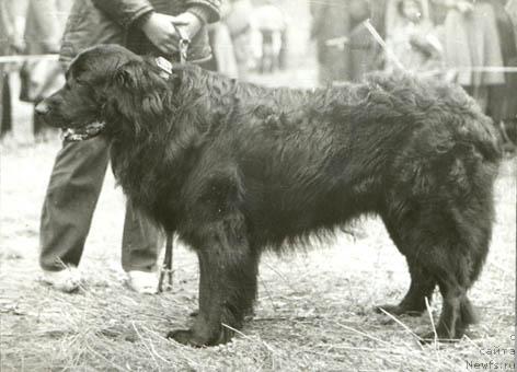 Фото: ньюфаундленд Гун Боцманис