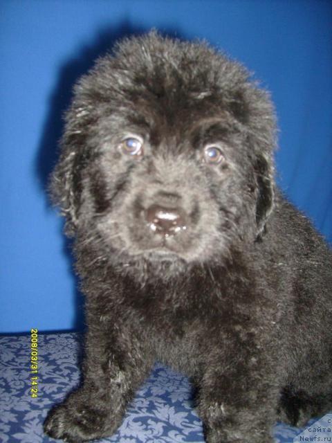 Фото: ньюфаундленд Касси Чаминг