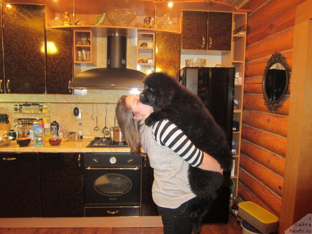 Фото: ньюфаундленд Very Fairweathers Zhade, Маша