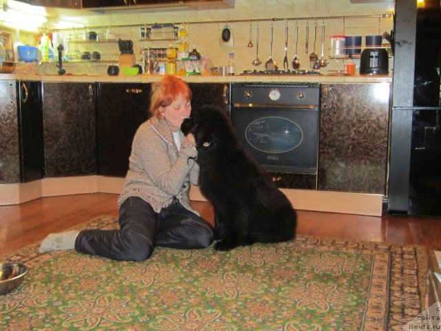 Фото: ньюфаундленд Very Fairweathers Zhade, Ирина Козловская