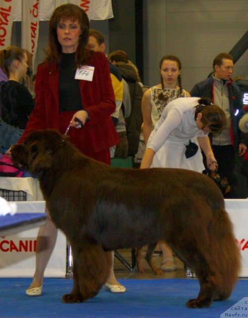 Фото: ньюфаундленд Акватория Келвин Ройал Тедди Беар (Aquatoriya Kelvin Royal Teddy Bear)