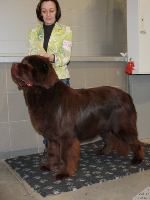 Фото: ньюфаундленд Акватория Келвин Ройал Тедди Беар (Aquatoriya Kelvin Royal Teddy Bear), Ольга Королева