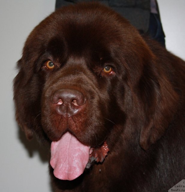 Фото: ньюфаундленд Акватория Келвин Ройал Тедди Беар (Aquatoriya Kelvin Royal Teddy Bear)