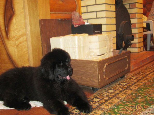 Фото: ньюфаундленд Very Fairweathers Zhade