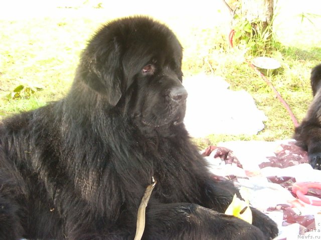 Фото: ньюфаундленд Виват Вялiкi Мядзведзь (Vivat Vialiki Miadzvedz)