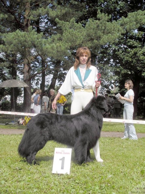 Фото: ньюфаундленд Виват Вялiкi Мядзведзь (Vivat Vialiki Miadzvedz)