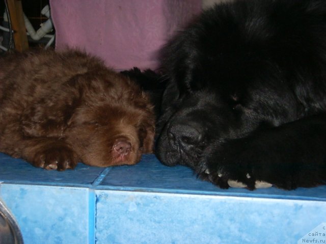 Фото: ньюфаундленд Ais Cream Ambassador, ньюфаундленд Виват Вялiкi Мядзведзь (Vivat Vialiki Miadzvedz)